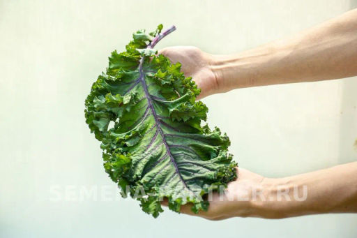 Капуста листовая кудрявая Скарлет - Партнер фото 7