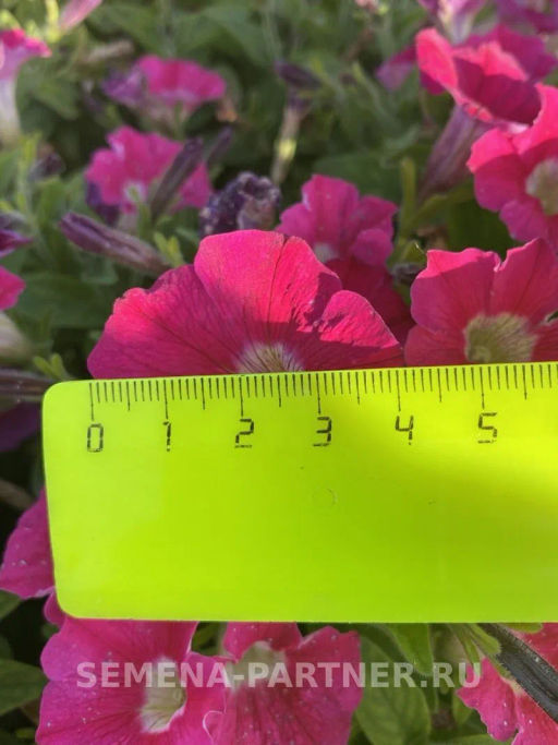 Петуния Ма Шери Фиона полуампельная глубокий розовый - Партнер фото 5