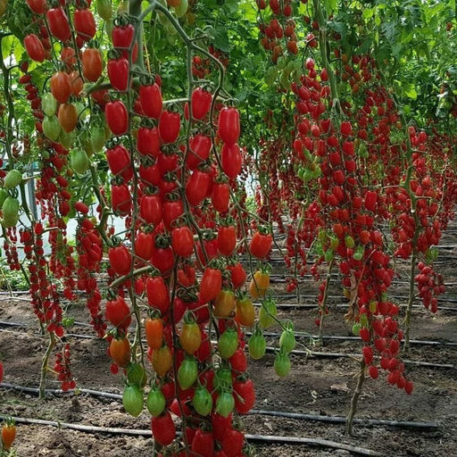 5110D Томат Сладкий Фонтан F1 5шт