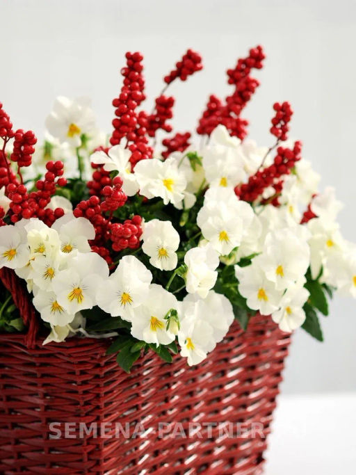 Виола ампельная Кул Вэйв Уайт - Партнер фото 3