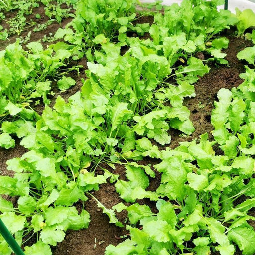 Кресс-салат Старый Голландский - Dutch Broadleaf Cress