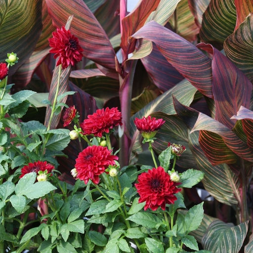 Георгина Гэллери Сингер бордюрная - Долина роз фото 3