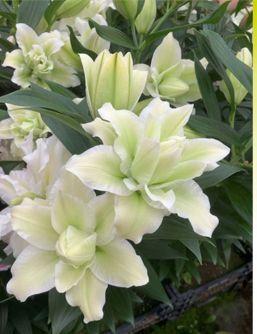 ЛИЛИЯ Роузлили Джоэлла Разбор 12/14 Кол-во упак., шт 5