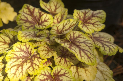 Гейхера Picasso (Гибридная) - Голландские луковицы фото 4