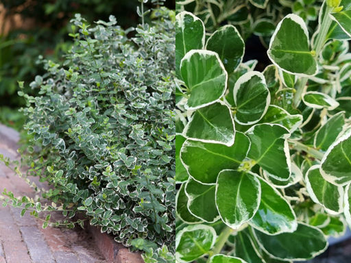 Бересклет японский Кэти - Долина роз фото 2