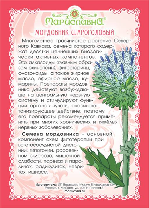 Мордовник шароголовый (семена) - Мариславна фото 3