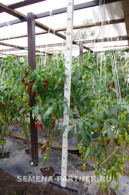 Перец острый Стаси - Партнер фото 4