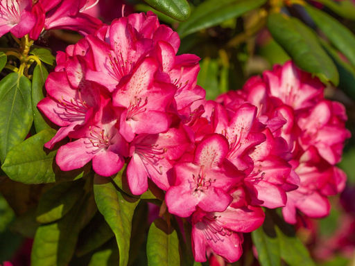 Рододендрон Fantastica (Фантастика) - Долина роз фото 6