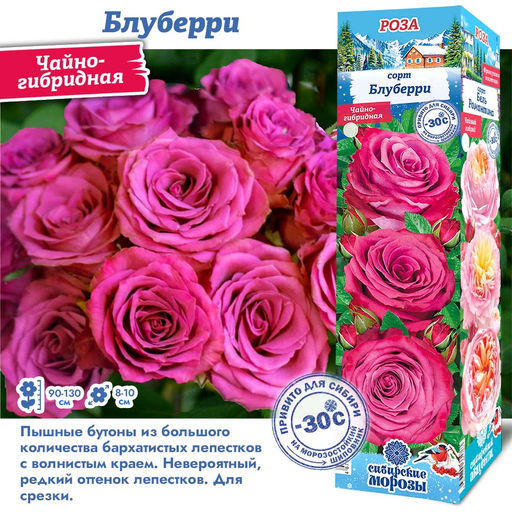 Роза Блуберри (Чайно-гибридная) 1шт