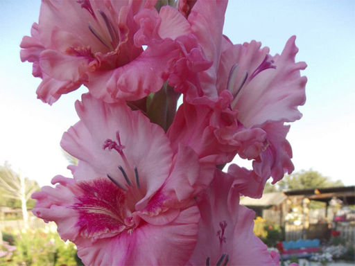 Гладиолус Caucasus (Кавказ) 5 шт - Долина роз фото 3