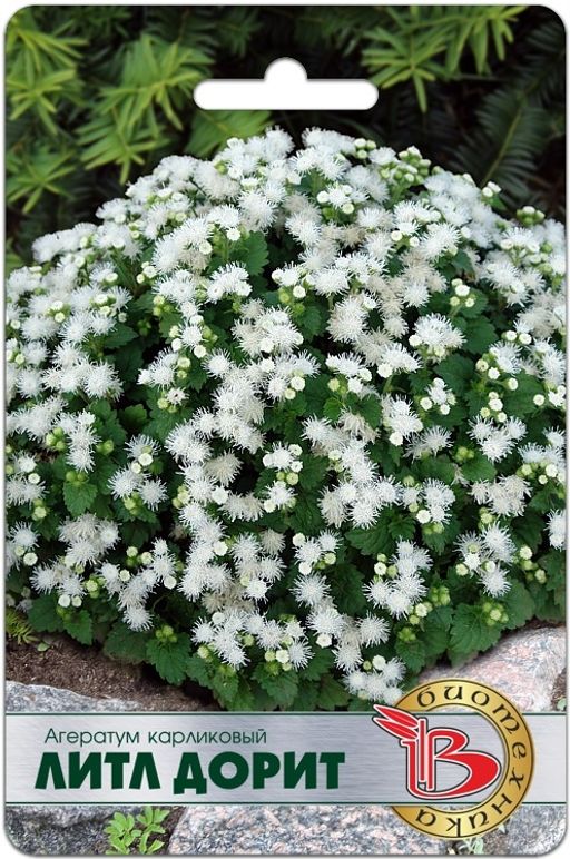 Агератум карликовый белый Литл Дорит
