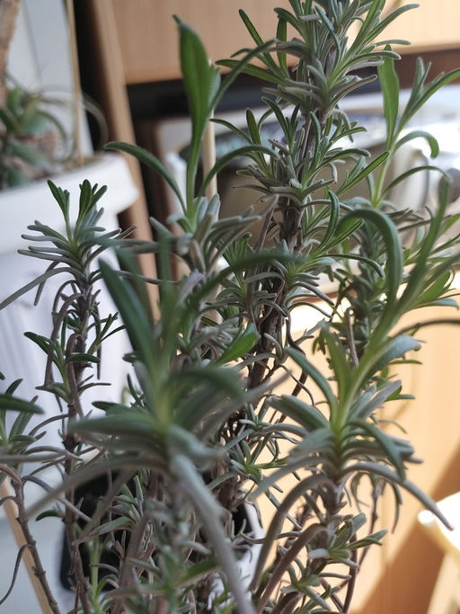 Лаванда узколистная