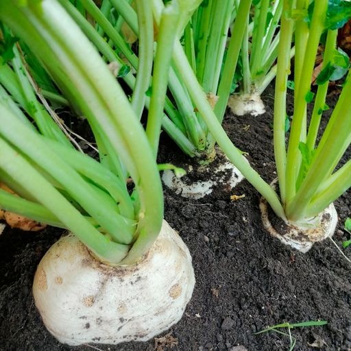 Репа РУССКИЙ ДЕЛИКАТЕС  Выдающиеся вкусовые качества! - Уральский дачник фото 2