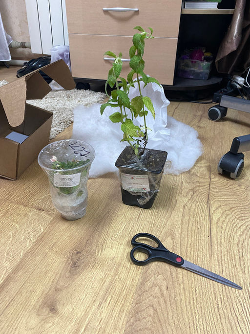 Мята Земляника мелколистная