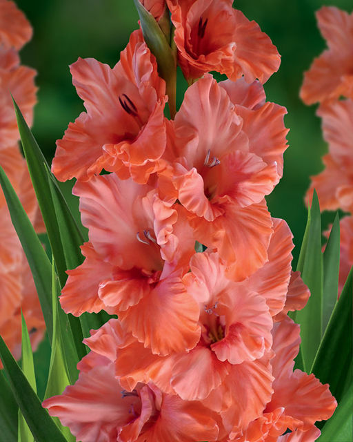 ГЛАДИОЛУС Харьков Разбор 10/12 Кол-во упак., шт 8