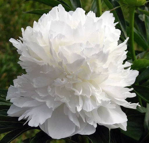 ПИОН Дабл Уайт Разбор 2/3 n Кол-во упак., шт 1