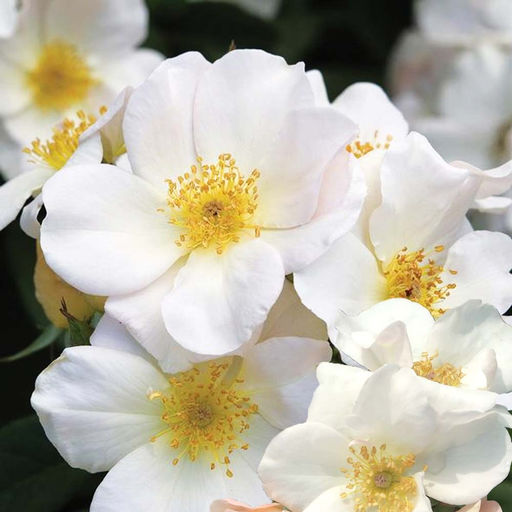 Роза Салли Холмс (Мускусная) 1шт