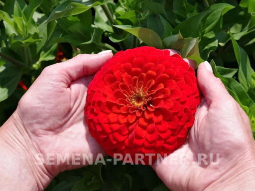 Цинния георгиновидная Сочные тропики Сангрия - Партнер фото 4