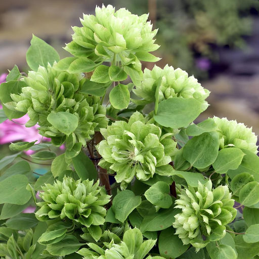 Клематис Green Passion (Махровый) - Голландские луковицы фото 2