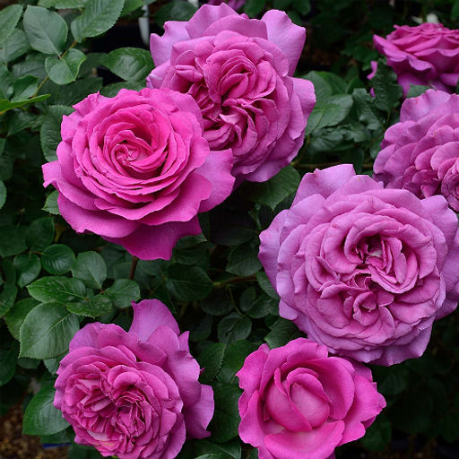 R556 ШАРТРЕЗ ДЕ ПАРМ