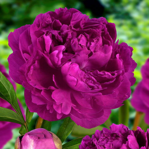 ПИОН Виктори Де Ла Марн Разбор 2/3 n Кол-во упак., шт 1