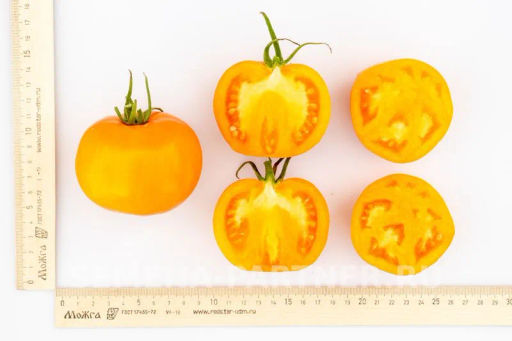 Томат Золотой Орфей - Партнер фото 6