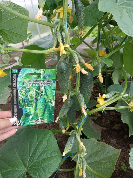 Огурец ПУЧКОВОЕ ВЕЛИКОЛЕПИЕ F1  Уникальный!