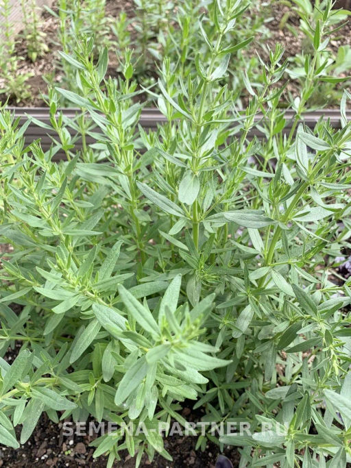 Иссоп Лекарь - Партнер фото 6