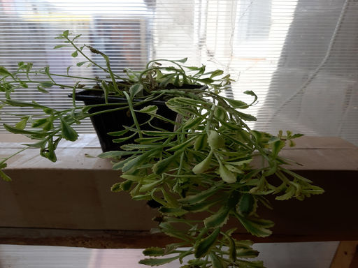 Очиток Миддендорфа Вариегата