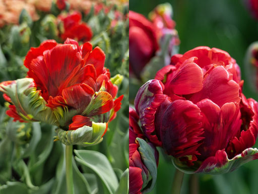 Тюльпан Рококо Дабл - Долина роз фото 3