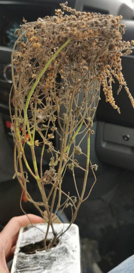 Мята Земляника мелколистная