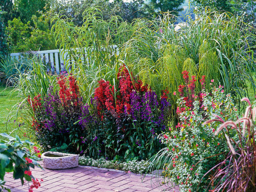 Лобелия прекрасная Фан Скарлет