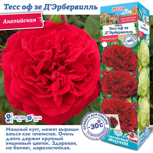 Роза Тесс оф зе Д Эрбервилль (Английская/Плетистая) 1шт