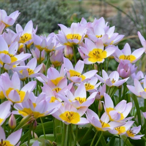 Тюльпан Саксатилис