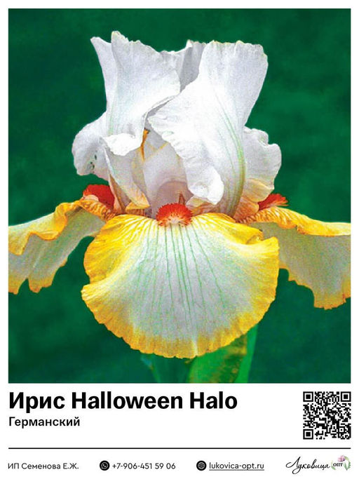 Ирис Halloween Halo (Германский)