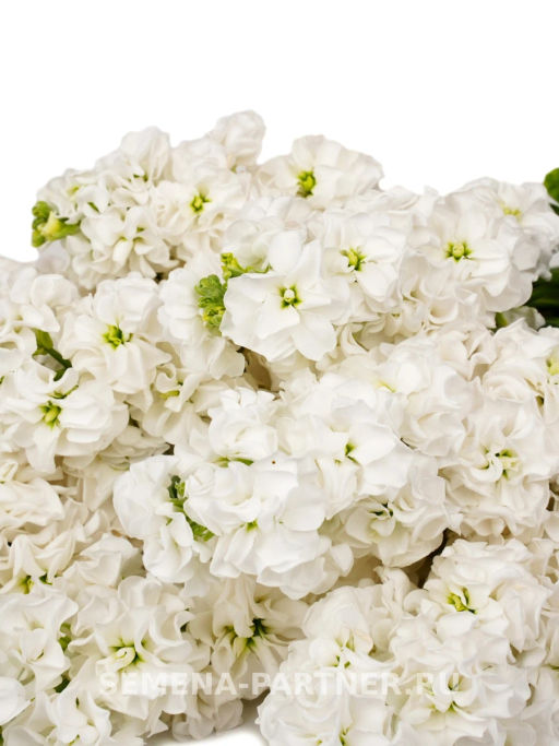 Маттиола срезочная махровая Бьютифул Парфюм Блаш Нуазет - Партнер фото 3