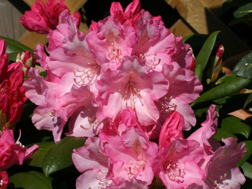 Рододендрон Sneezy (Снизи) - Долина роз фото 3