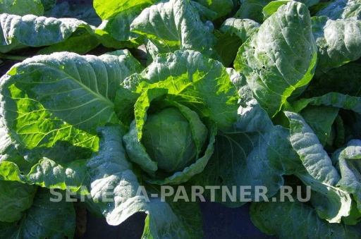 Капуста белокочанная среднепоздняя (для квашения) Фаворит - Партнер фото 2