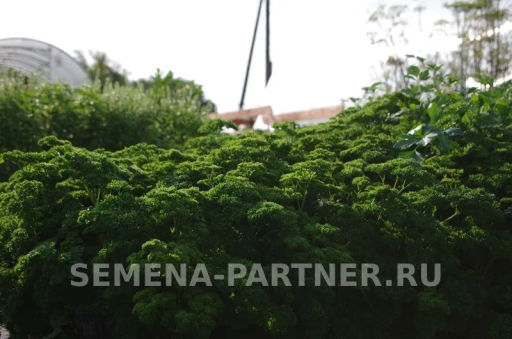 Петрушка кудрявая Астра - Партнер фото 4