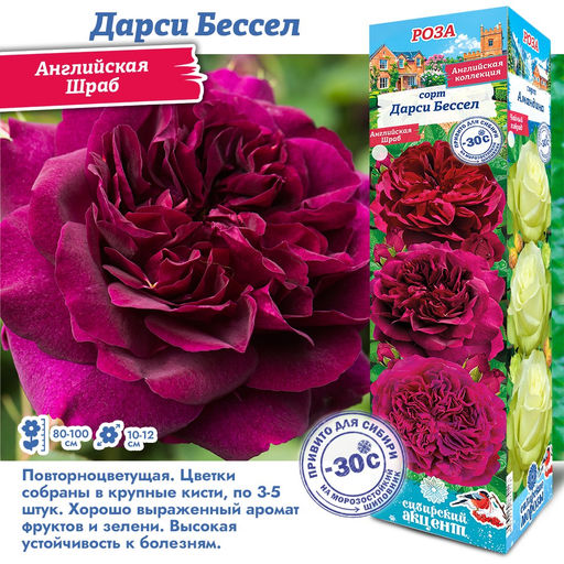 Роза Дарси Бассел (Английская) 1шт