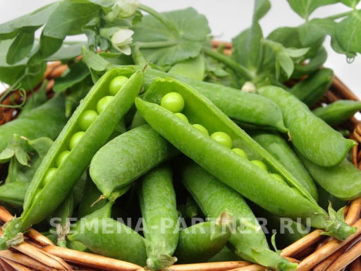 Горох овощной Сомервуд - Партнер фото 4