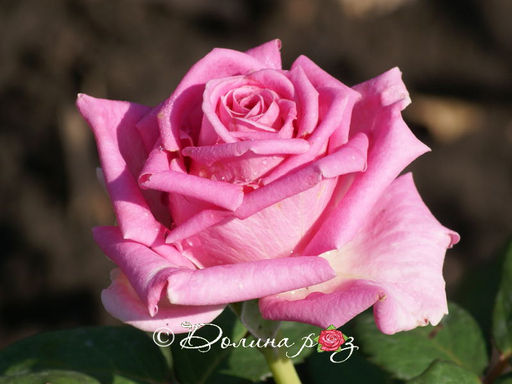 Роза Аква - Долина роз фото 3