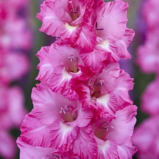 ГЛАДИОЛУС Виолет Кинг Разбор 10/12 Кол-во упак., шт 10