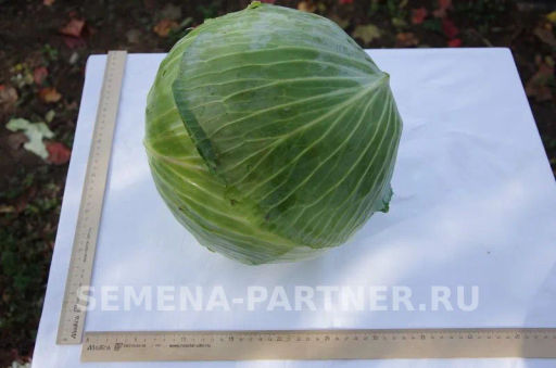Капуста белокочанная позднеспелая Килатон - Партнер фото 3