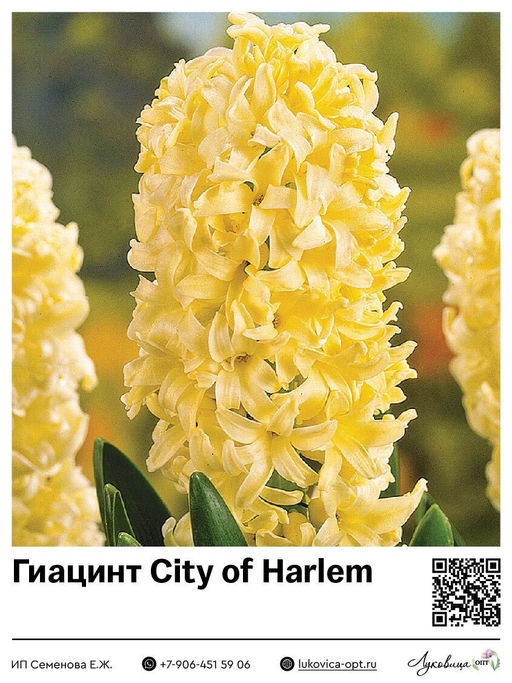 Гиацинт City of Harlem