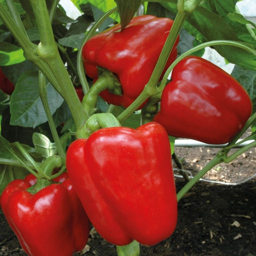 6220U Перец сладкий Доминатор 5шт