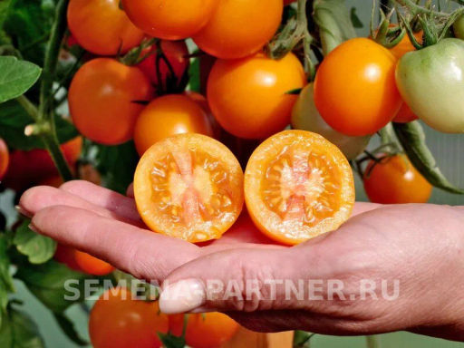 Томат Янтарная Капля - Партнер фото 8