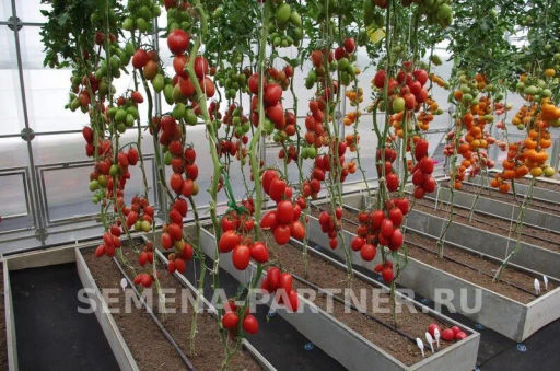 Томат Викуся - Партнер фото 4