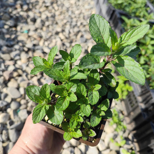 Мята Шведский лимон - Долина роз фото 3