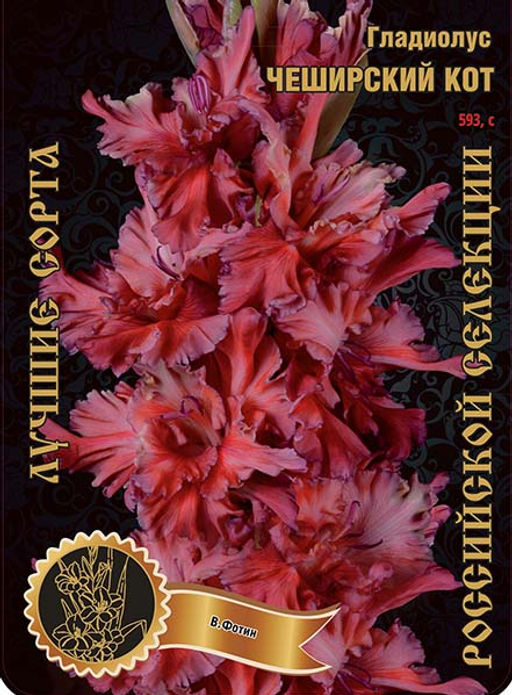 Гладиолус Чеширский Кот 593,Фотин 1 р-р 7шт (Ф)
